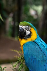 Fototapeta premium Vertical shot of a Macaw bird against a blurred background