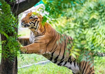 Fototapeta na wymiar Bengal tiger in forest trying to climb a tree with green leaves