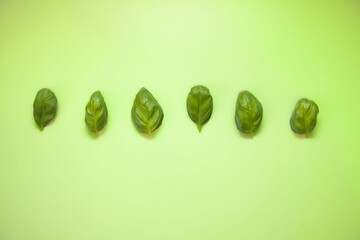 Closeup shot of basil leaves on the green background
