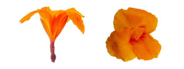 Orange canna indica flower isolated on white background.
