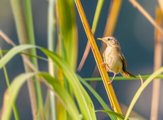 A Zitting Cisticola perching resting on a tree