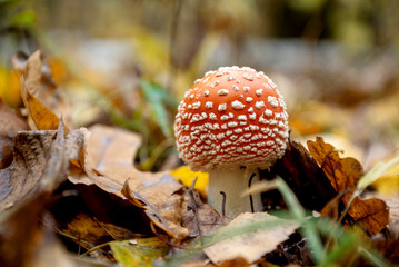 fly agaric amanita mushroom grows through fallen leaves