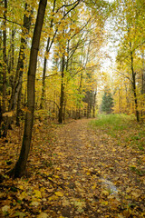 Naklejka premium Pathway in golden autumn forest nature landscape