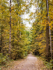 Dirt road covered with fallen leaves in autumnal park  among trees with green and yellow foliage