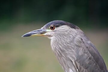 Obraz premium Profile portrait of a Black-crowned Night Heron before the green blurred background
