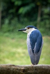 Vertical shot of a Black-crowned night heron perched on a trunk with a green blurry background.