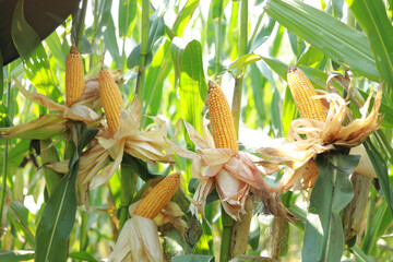 A selective focus picture of corn cob in organic corn field, Ripening yellow corn on the cob, maize closeup