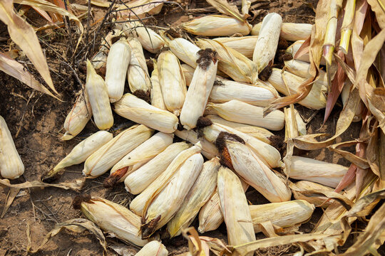 A selective focus picture of corn cob in organic corn field, Ripening yellow corn on the cob, maize closeup