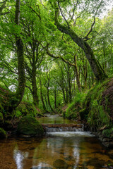 Fototapeta na wymiar Woodland stream in Cornwall england uk 