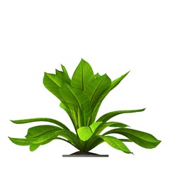 Obraz premium decorative flowers and plants for the interior, isolated on white background, 3D illustration, cg render