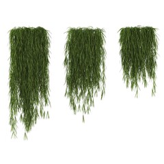 decorative flowers and plants for the interior, isolated on white background, 3D illustration, cg render