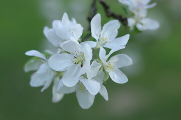 Close-up trees blossom. Branches white flowers green Leaves . 
Beautiful trees blossom. Spring orchard. Spring sunny day. Nature. Fruit tree flowers. Floral background. Copy space. Apple blooms. 