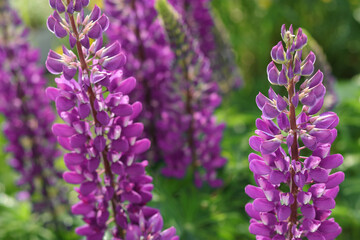 Purple Lupin flowers blooms in the field. Bunch of lupines summer flower background. Violet spring and summer flower. Pink flowers Lupine a green background. Lupinus. Fabaceae Family. Blooming lupine