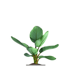 decorative flowers and plants for the interior, isolated on transparent background, 3D illustration, cg render
