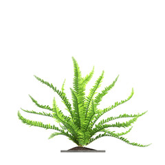 decorative flowers and plants for the interior, isolated on transparent background, 3D illustration, cg render
