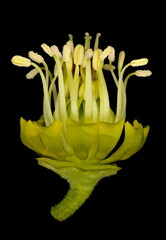 Lenten Rose (Helleborus orientalis). Petals, Pistils and Stamens Closeup