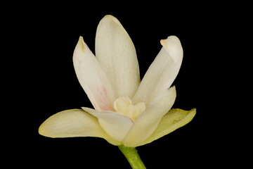 Fototapeta na wymiar Magnolia Vine (Schisandra chinensis). Male Flower Closeup