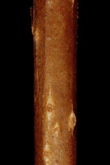 Magnolia Vine (Schisandra chinensis). Wintering Twig Detail Closeup