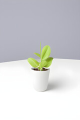 Green plant in small pot light background, space for text, generative ai
