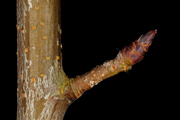 Thicket Shadbush (Amelanchier x spicata). Brachyblast Closeup