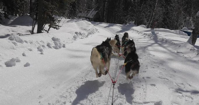 Several riding huskies run through the winter forest. Dogs joyfully quickly run in harness and pull sleds. Winter entertainment. Maintenance of sled dogs.