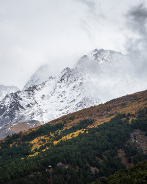 View of autumn fyellow-green forest with snow covered mountain peaks in the clouds