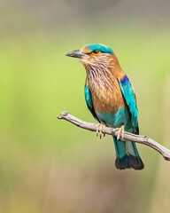 Vertical shot of beautiful blue Indian Roller on a tree branch perching