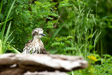 bush stone curlew or bush thick-knee is a large bird living in Australia