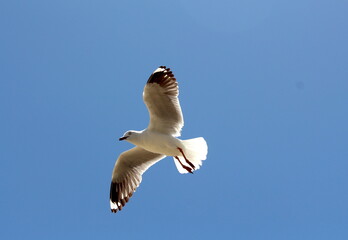Seagull flying high