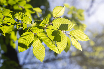 Jeune feuillage de hêtre au printemps, vert tendre et lumineux en contre jour