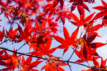 Feuillage rouge lumineux de printemps avec les couleurs d'automne, érable jardin japonais
