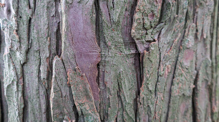 Corteza Chamaecyparis lawsoniana
