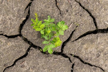 Close up of a young plant emerging from the drying out soil