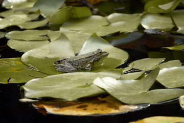 Frog on a leaf of a water lily.