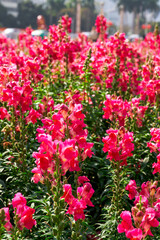 Blooming snapdragon flowers growing in the garden