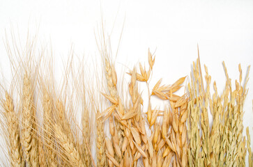Group of dry wheat, oat, and rice bundle on white background for agricultural product or carbohydrate food production concept