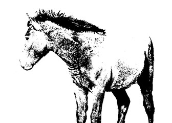 Wild young horse isolated grahic © DFLC