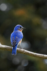 Eastern Bluebird Perched on a Branch