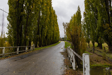 Fototapeta premium Wet road surrounded by poplar trees.