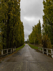 Cloudy view morning view of empty road with poplar trees.