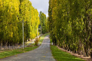 Empty road surrounded by poplar trees.