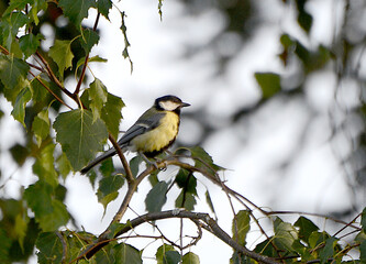 spotted woodpecker