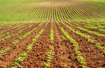 Campo con hileras de girasoles en crecimiento bajo el sol.