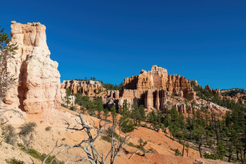 Fototapeta na wymiar Conifers forest of pine trees with panoramic view on sandstone rock formations on Navajo Rim hiking trail in Bryce Canyon National Park, Utah, USA. Hoodoo rocks in unique natural amphitheatre