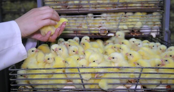Female farmer holds chicks in hand, baby chicken hatched from eggs in incubator. Hatching farm, close up