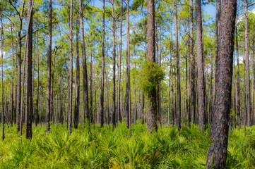 Fototapeta na wymiar Old growth mesic pine flatwoods with saw palmetto in north Florida. Upland and scrub habitat great birding destination