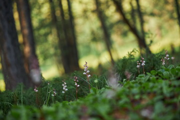 Hiking in the mountains. Rivers and mountain lakes, summer landscape of ridges and peaks. An amazing journey