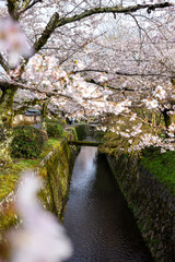 Looking through the blossoming cherry trees onto a canal. It's a sunny spring morning on the Philosopher's Path in Kyoto Japan.