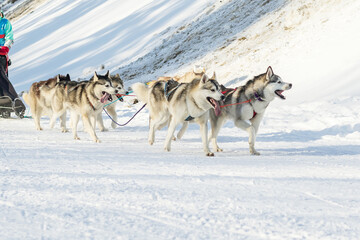 A group of sled dogs in a team with a musher run along a snowy road.