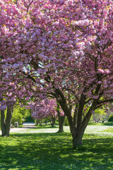 A Japanese cherry tree in full bloom in Wiesbaden - Germany on the banks of the Rhine